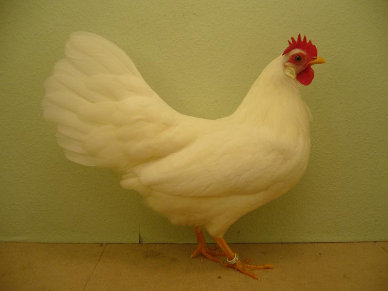 Munster 2009 246.jpg - Zwerg Leghorn weiss Ludger Kapell